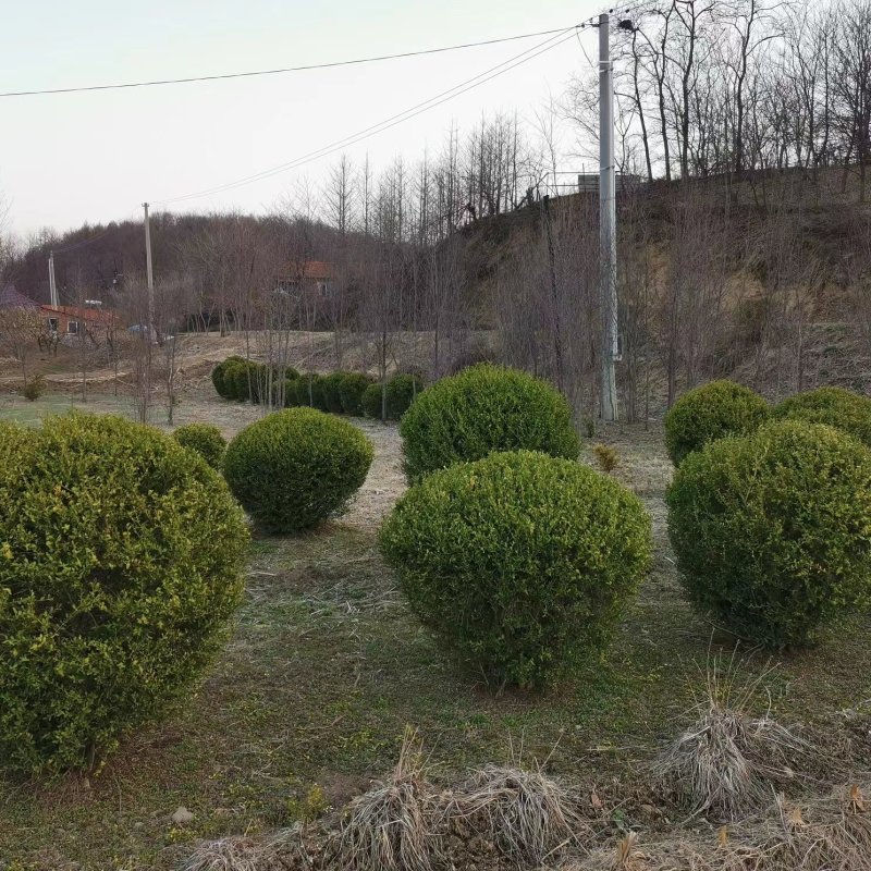 80-150公分朝鲜黄杨球，规格齐全-北方耐寒的黄杨品种