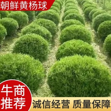 80-150公分朝鲜黄杨球，规格齐全-北方耐寒的黄杨品种