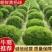 80-150公分朝鲜黄杨球，规格齐全-北方耐寒的黄杨品种