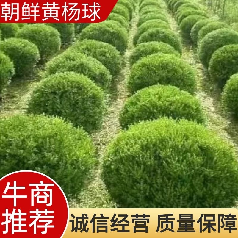 80-150公分朝鲜黄杨球，规格齐全-北方耐寒的黄杨品种