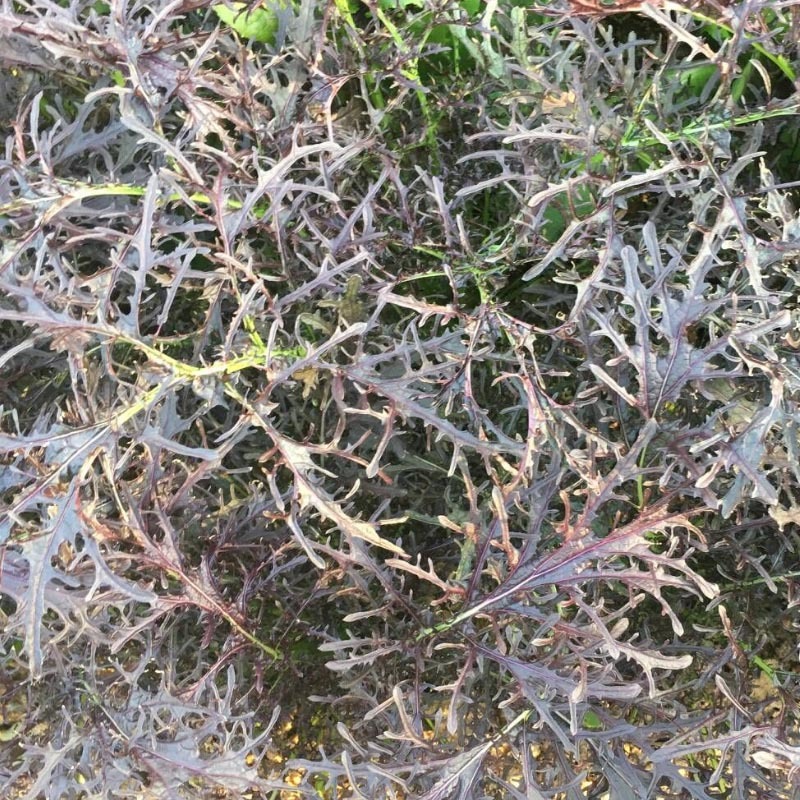紫衣芥菜种子水菜种子水晶菜种籽四季紫色春秋播