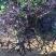 紫衣芥菜种子水菜种子水晶菜种籽四季紫色春秋播