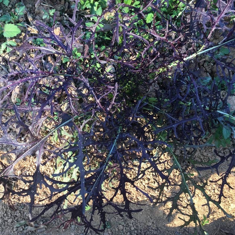 紫衣芥菜种子水菜种子水晶菜种籽四季紫色春秋播