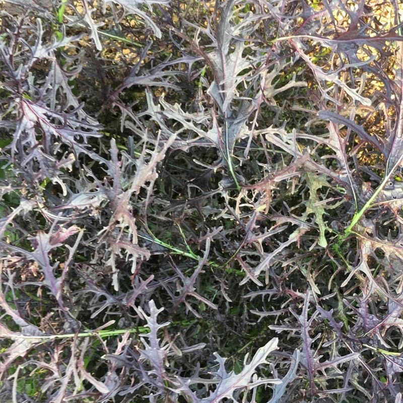 紫衣芥菜种子水菜种子水晶菜种籽四季紫色春秋播