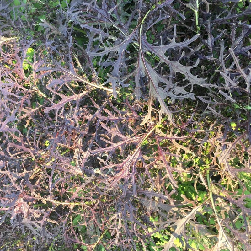 紫衣芥菜种子水菜种子水晶菜种籽四季紫色春秋播