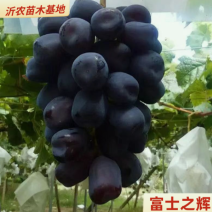 富士之辉葡萄苗5BB3309M砧木保证纯度拒绝假苗