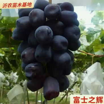 富士之辉葡萄苗5BB3309M砧木保证纯度拒绝假苗
