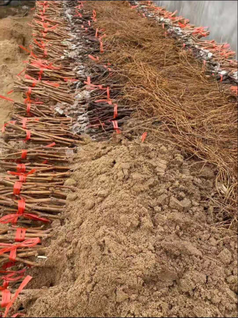 富士之辉葡萄苗5BB3309M砧木保证纯度拒绝假苗
