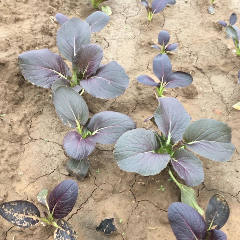 紫油菜种子紫美早熟抗病强鸡毛菜四季小白菜基地专用