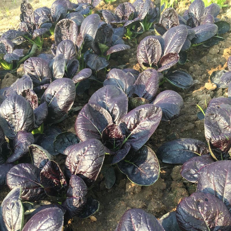 紫油菜种子紫美早熟抗病强鸡毛菜四季小白菜基地专用