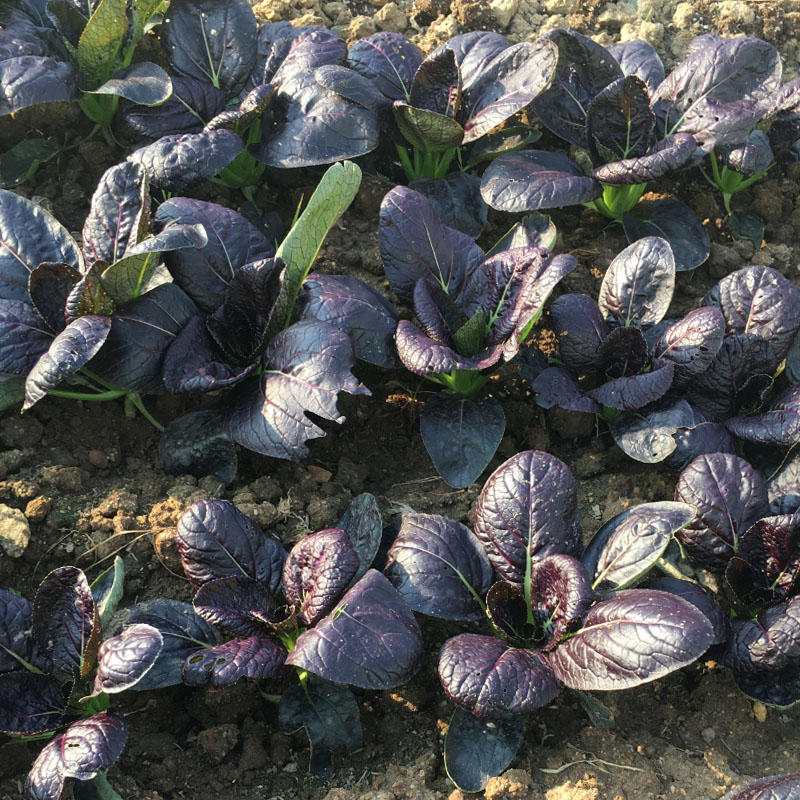 紫油菜种子紫美早熟抗病强鸡毛菜四季小白菜基地专用