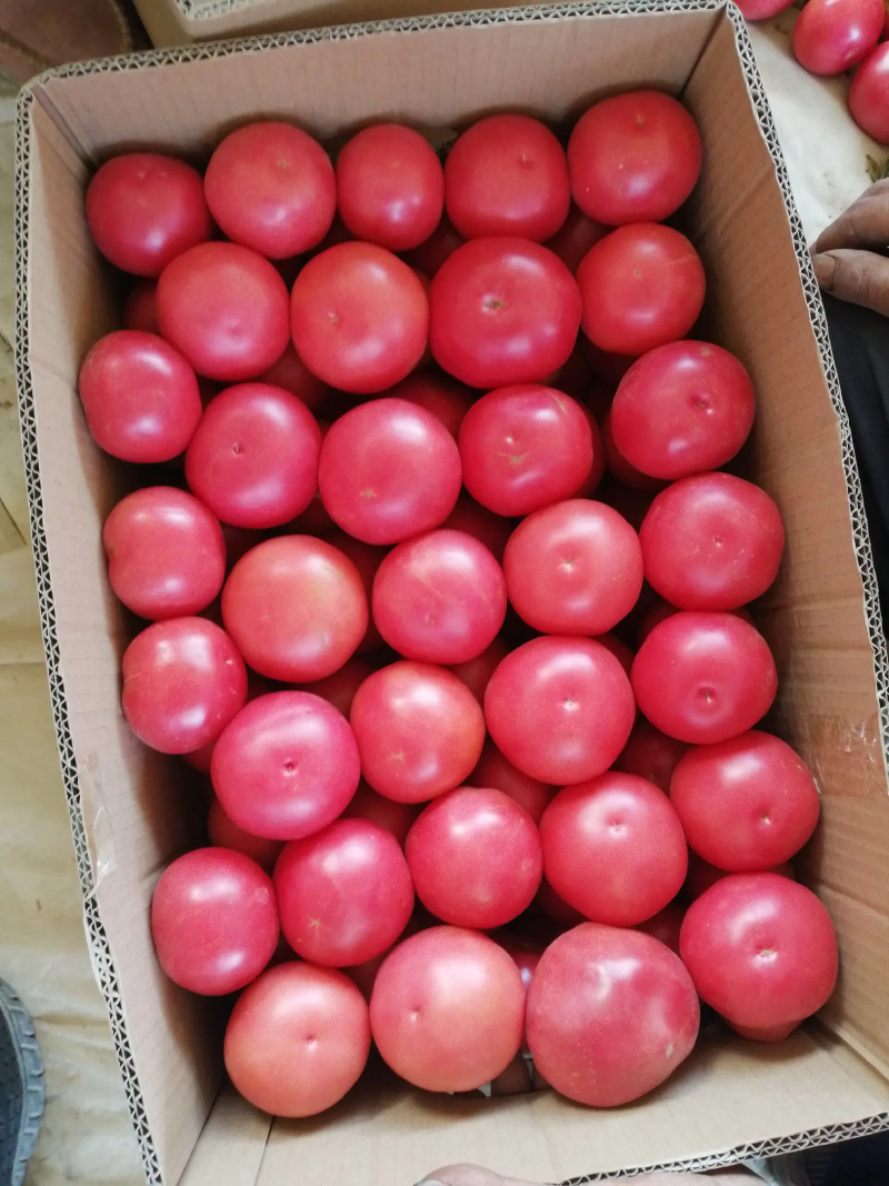 【精品】硬粉西红柿果形饱满颜色鲜亮产地直发欢迎联系