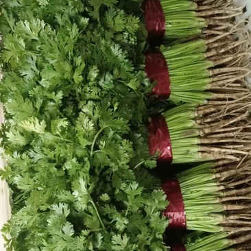 香菜产地直供，货源充足，价格便宜，提供场地欢迎来电
