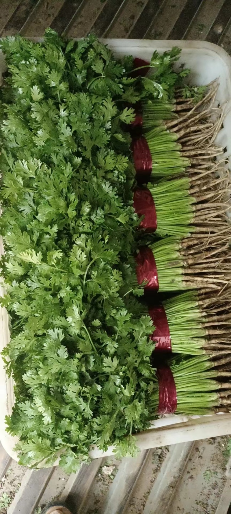 香菜产地直供，货源充足，价格便宜，提供场地欢迎来电