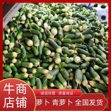 萝卜青萝卜,,规格齐全,产地直发,一手货源,整车批发