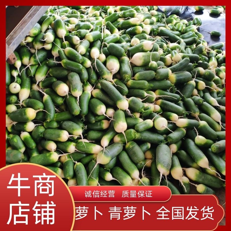 萝卜青萝卜，，规格齐全，产地直发，一手货源，整车批发