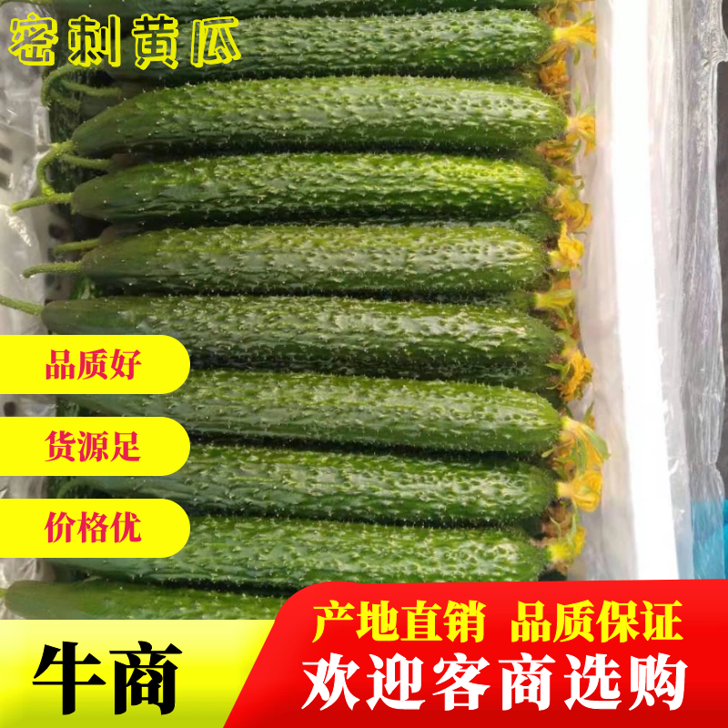 聊城莘县黄瓜，大量供应，电商批发，货源充足