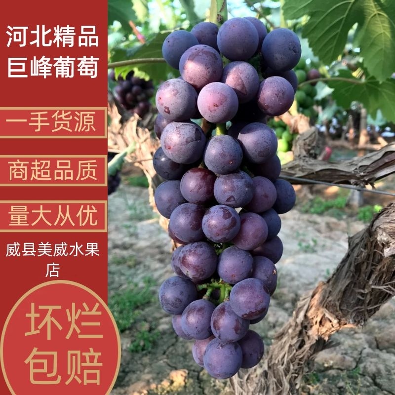 【实力供应】河北巨峰葡萄，产地直销，个头均匀，皮薄肉厚