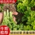 西芹苗法国皇后西芹全国发货保证质量成活率
