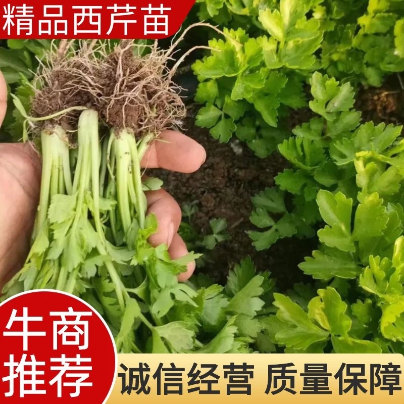 西芹苗法国皇后西芹全国发货保证质量成活率
