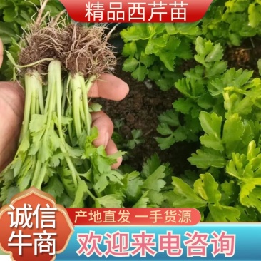 西芹苗法国皇后当天拔苗当天发货，保证质量数量，包后期管理
