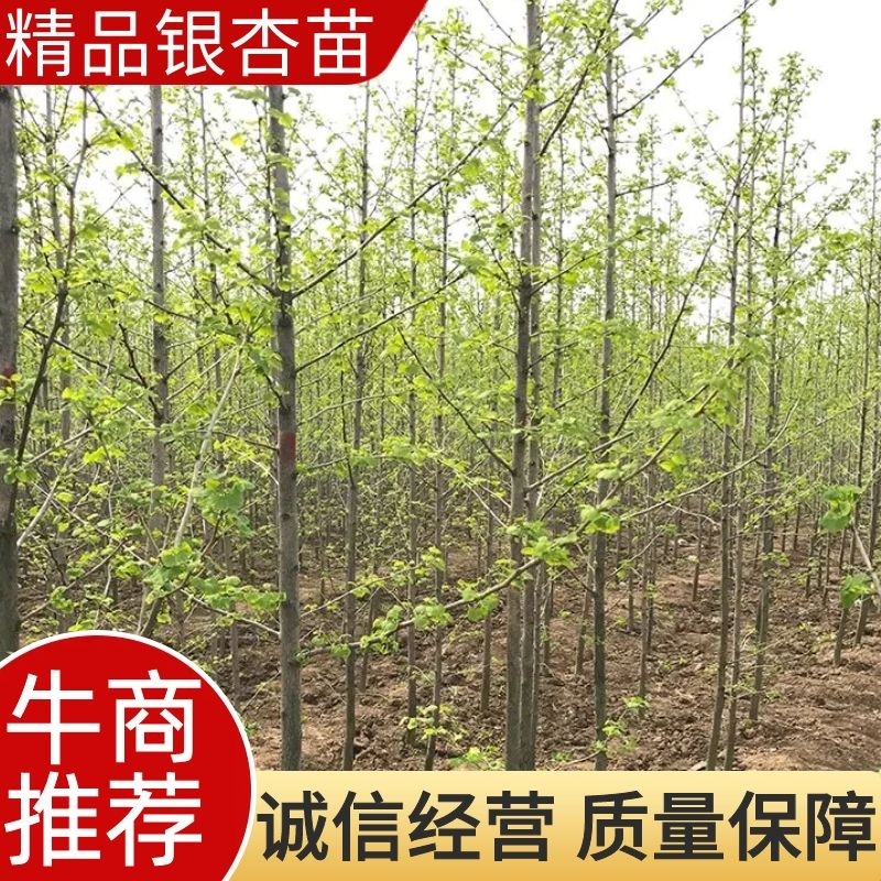 【精品】拆迁占地银杏苗白果书银杏小苗绿化苗庭院植物