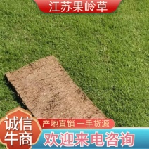 【推荐】江苏沭阳果岭草基地直供品质保证诚信经营