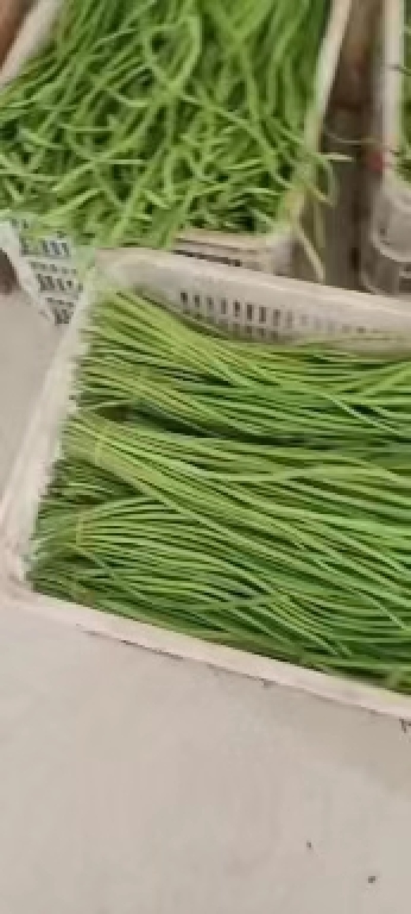 【推荐】长豆角产地直发颜色翠绿现摘现发供应全国市场