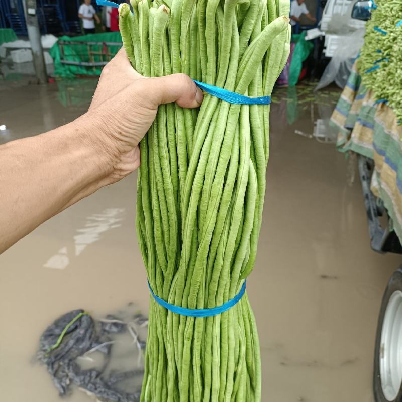 【推荐】长豆角产地直发颜色翠绿现摘现发供应全国市场