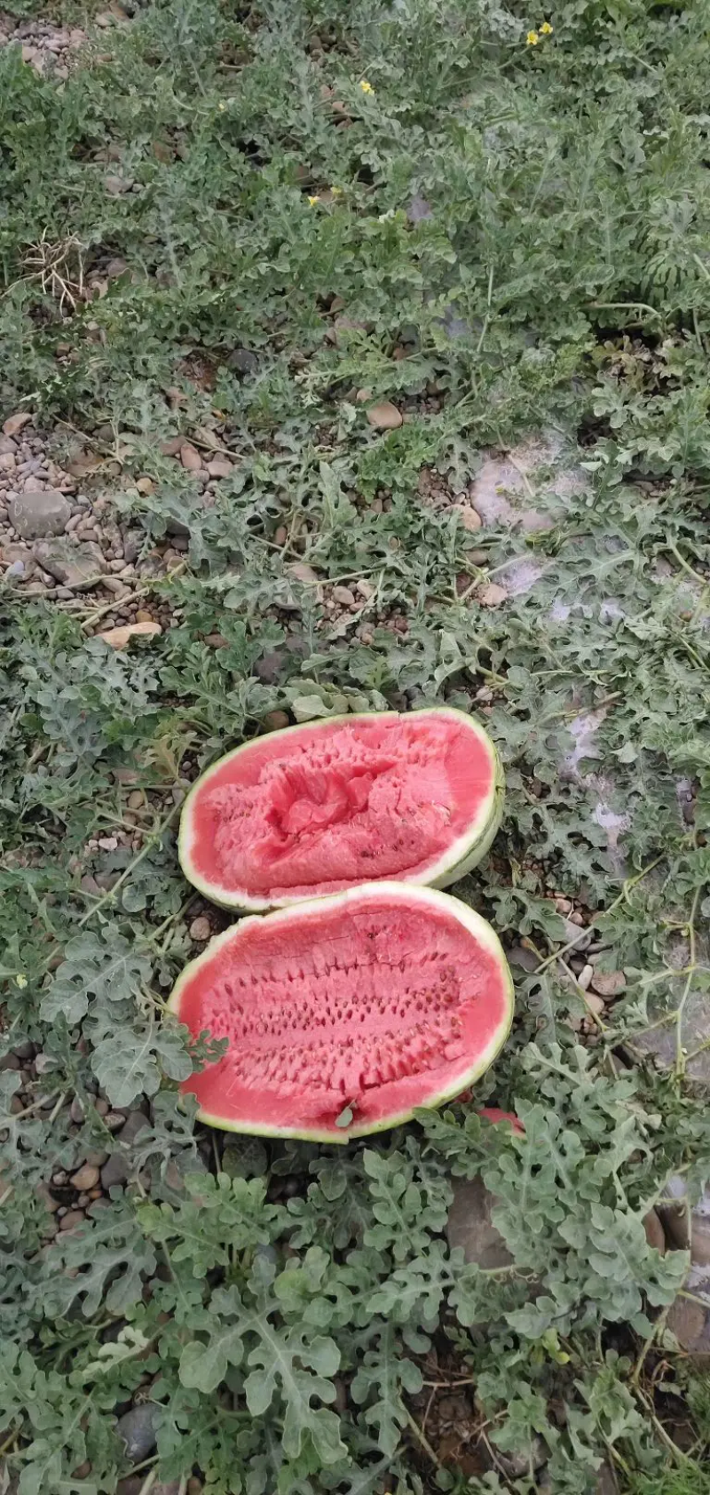甘肃石头缝里长出的甘甜可口的硒砂瓜瓜型好耐运输