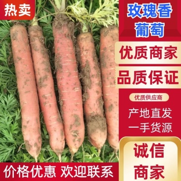 【精品】胡萝卜2两以上带土10厘米以上红欢迎联系