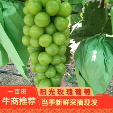 【优】湖南阳光玫瑰葡萄，产地直供一手货源，耐运输果大味甜