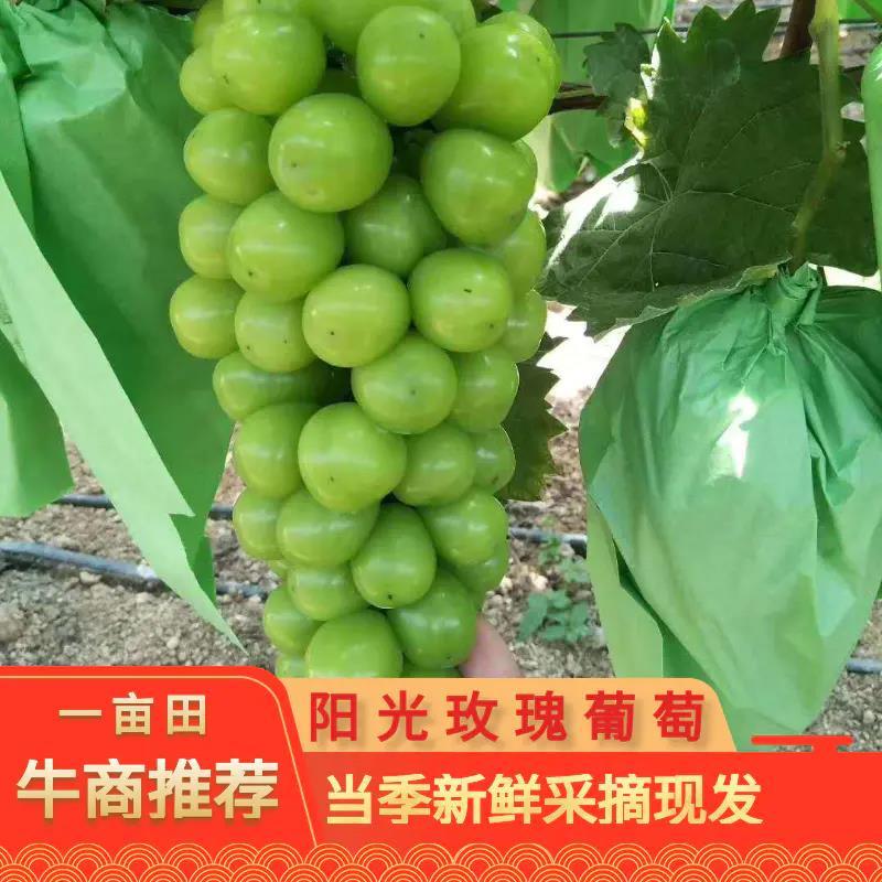 【优】湖南阳光玫瑰葡萄，产地直供一手货源，耐运输果大味甜