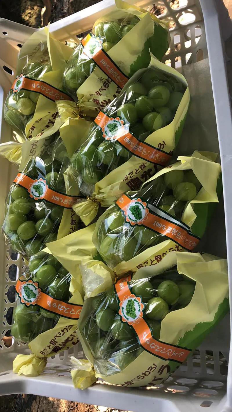 【优】湖南阳光玫瑰葡萄，产地直供一手货源，耐运输果大味甜