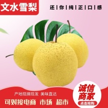 雪梨，文水雪梨，产地直发口感脆甜，果汁充盈，电联洽谈合作