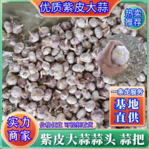 【精品推荐】紫皮大蒜蒜头可加工毛头养蒜黄价格公道便宜