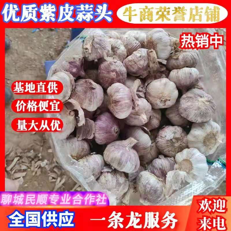 大蒜蒜扒可以养蒜黄种植基地大量供应产地直发价格便宜