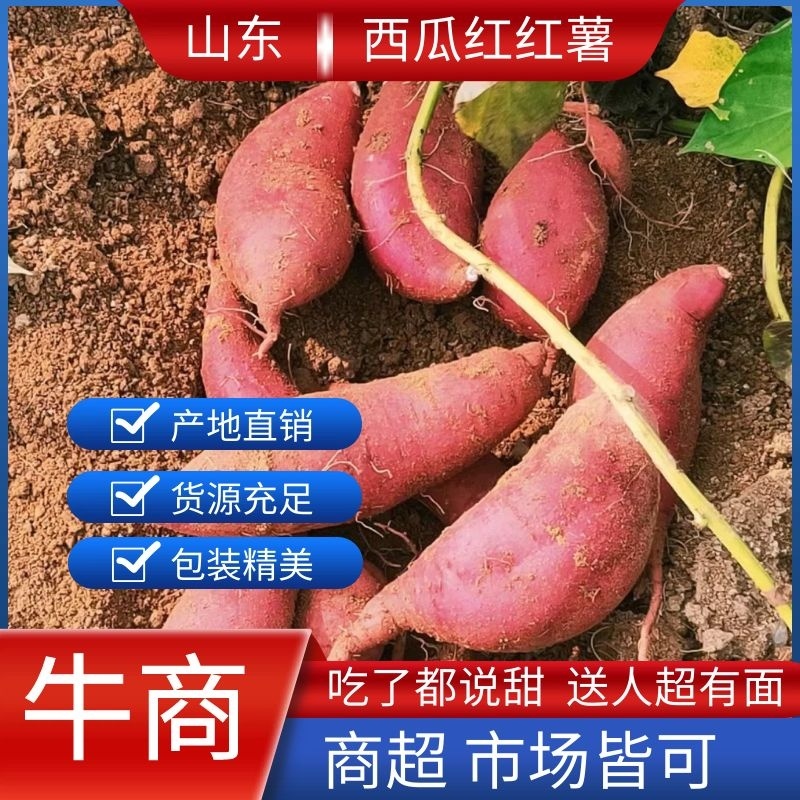 【推荐】西瓜红薯大量出售一手货源基地直供需要的老板联系