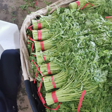 河北茼蒿精品茼蒿上市，质优价廉，产地直销，打包装代发车等