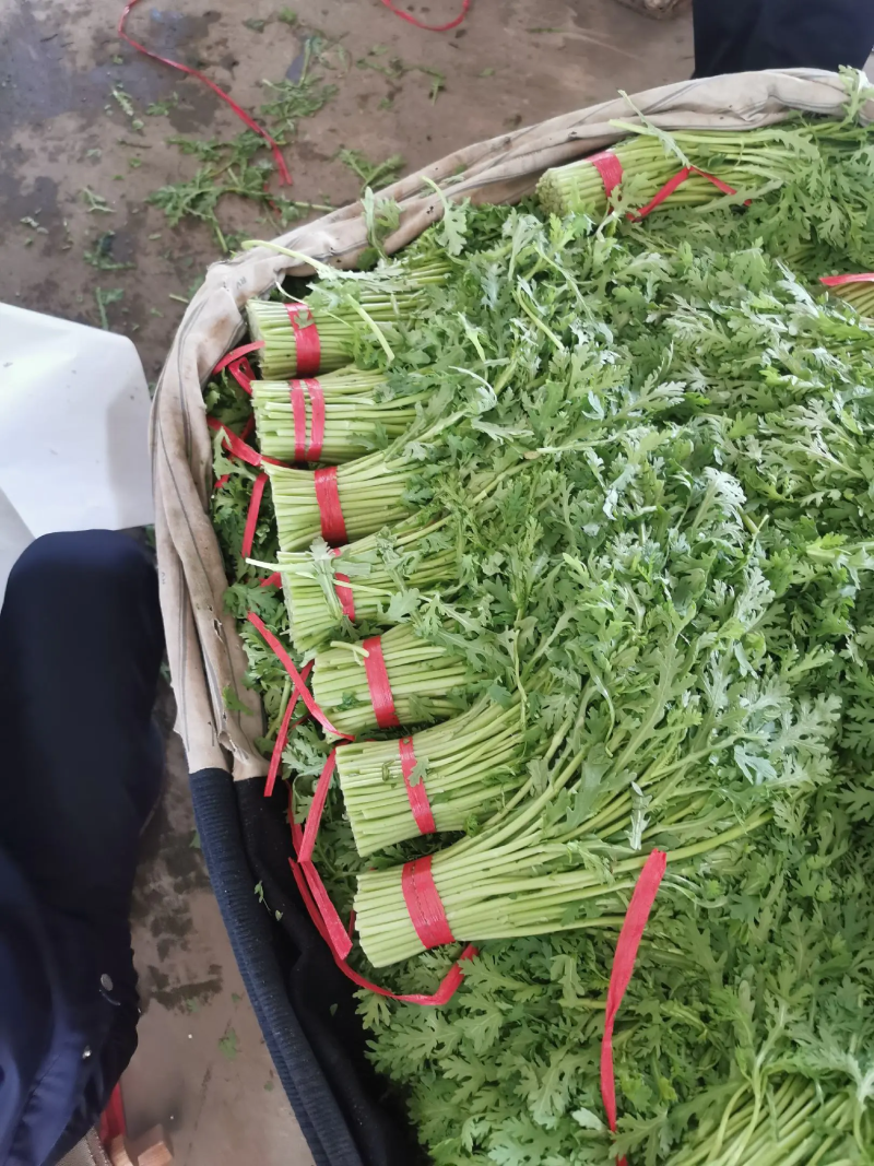 河北茼蒿精品茼蒿上市，质优价廉，产地直销，打包装代发车等
