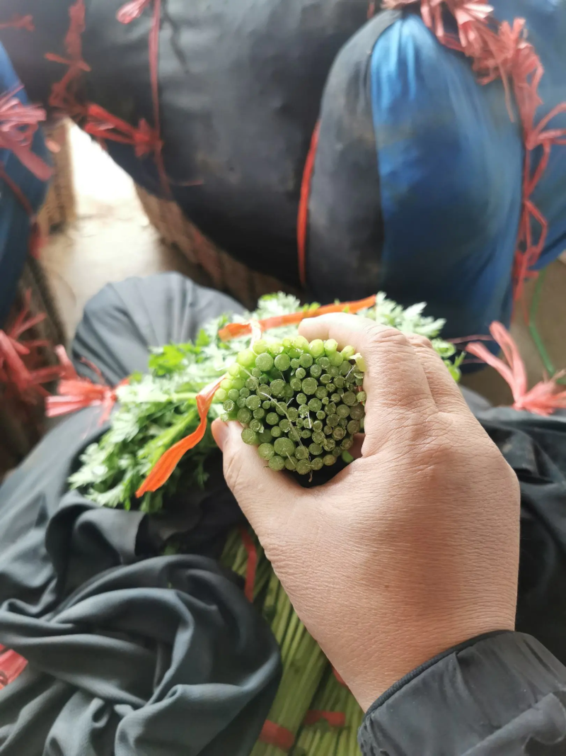 河北茼蒿精品茼蒿上市，质优价廉，产地直销，打包装代发车等