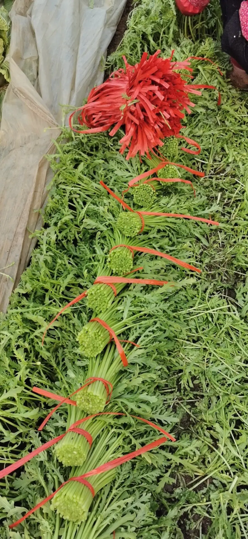 河北茼蒿精品茼蒿上市，质优价廉，产地直销，打包装代发车等