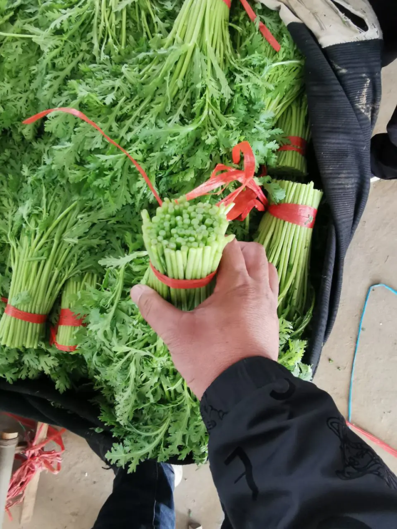 河北茼蒿精品茼蒿上市，质优价廉，产地直销，打包装代发车等