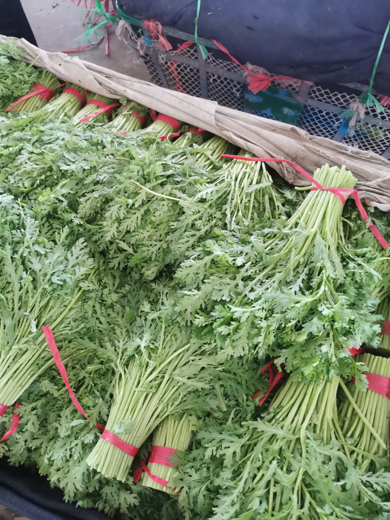 河北茼蒿精品茼蒿上市，质优价廉，产地直销，打包装代发车等
