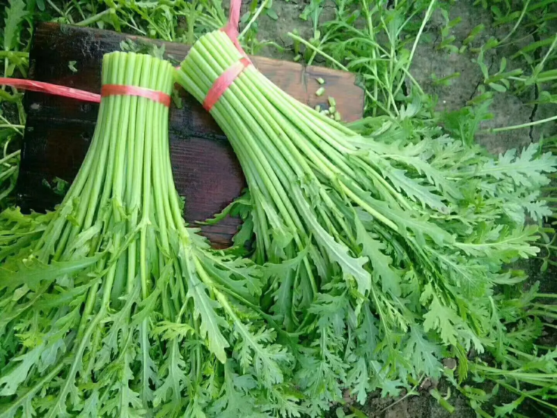 河北茼蒿精品茼蒿上市，质优价廉，产地直销，打包装代发车等