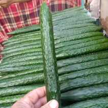 精品河北邯郸密刺黄瓜大量上市产地直销，量大从优，欢迎联系