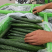 精品河北邯郸密刺黄瓜大量上市产地直销，量大从优，欢迎联系