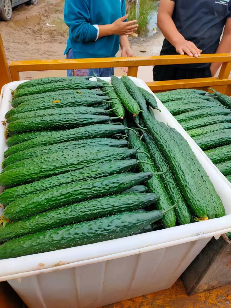 精品河北邯郸密刺黄瓜大量上市产地直销，量大从优，欢迎联系