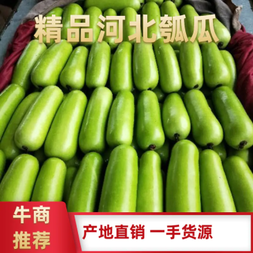 【精选】新鲜瓠瓜瓠子蒲瓜条形好对接市场电商商超