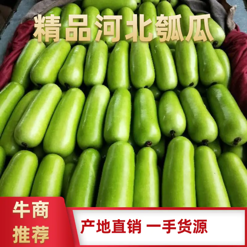【精选】新鲜瓠瓜瓠子蒲瓜条形好对接市场电商商超